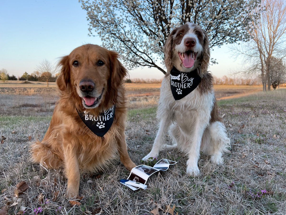 𝐓𝐚𝐲𝐥𝐨𝐫 𝐆𝐫𝐚𝐡𝐚𝐦 tweet media