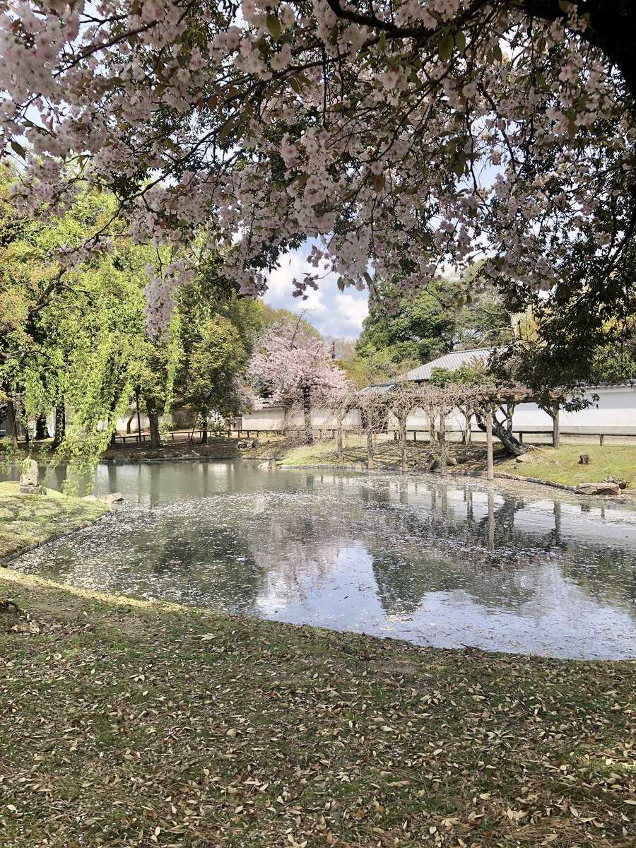 eggnaraymca's tweet photo. #spring is really here! 
There are a variety of #cherryblossom in #narapark and in #isuiengarden Mitsuba-tutuji #azarea is in full bloom. 
You can enjoy various kinds of flowers anytime anywhere in #nara❣️

#春たけなわ #奈良公園 #桜 
#ソメイヨシノ #奈良九重桜　#八重桜　#依水園 https://t.co/GV0zPvT0Kt