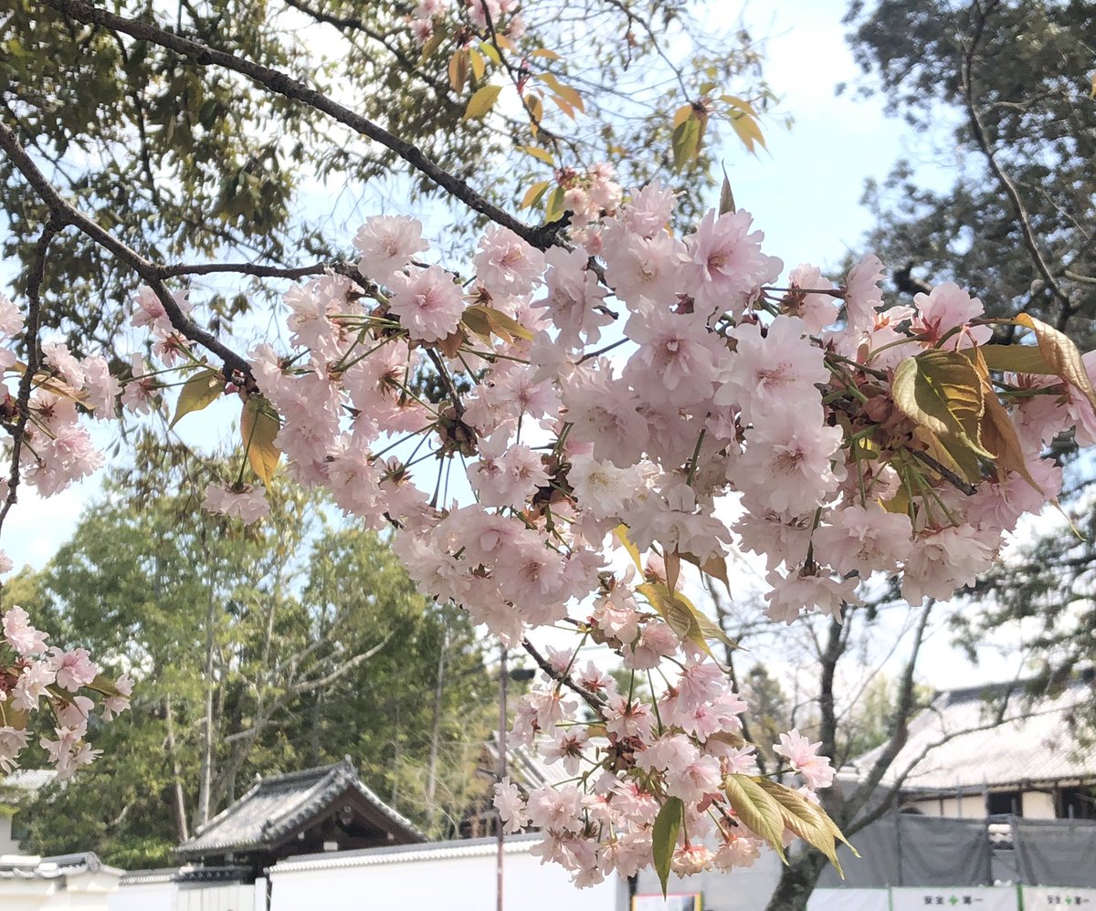 eggnaraymca's tweet photo. #spring is really here! 
There are a variety of #cherryblossom in #narapark and in #isuiengarden Mitsuba-tutuji #azarea is in full bloom. 
You can enjoy various kinds of flowers anytime anywhere in #nara❣️

#春たけなわ #奈良公園 #桜 
#ソメイヨシノ #奈良九重桜　#八重桜　#依水園 https://t.co/GV0zPvT0Kt