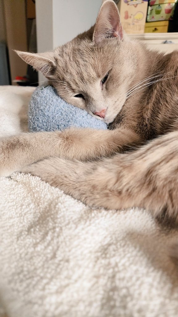 🥹🧡😻 Whiskey wishes you a good night furiends ✨️💌
#goodnight #CatsofTwittter #Cat #catsofinstagram