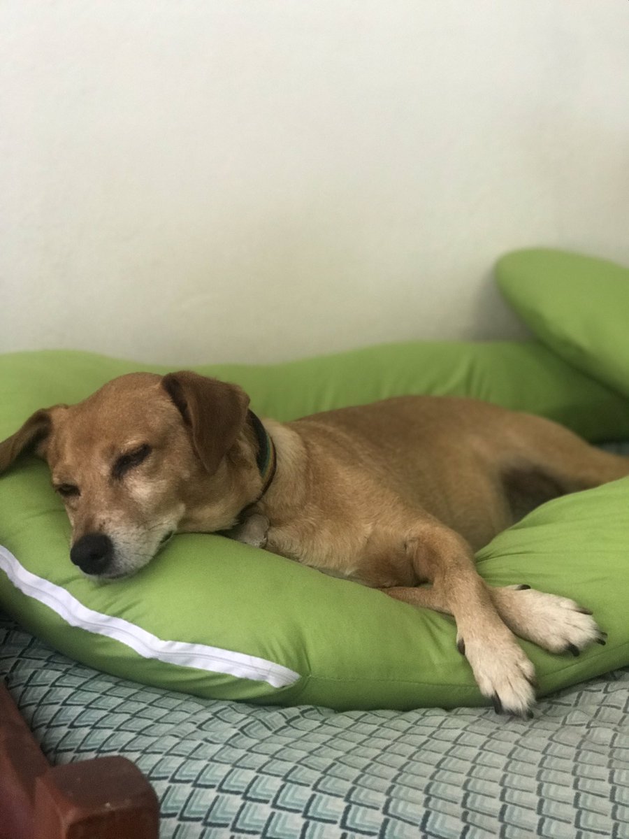 YeguasCM's tweet photo. @lacopecope Mi beviejo precioso 😍 https://t.co/A0uZaRcUnm