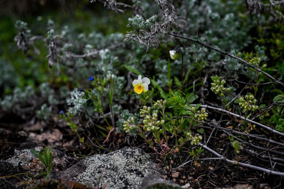 TPSpindel's tweet photo. #UkraineIsBeautiful 
Khortytsia Island, Zaporizhzhia 

The island is in bloom. Right now, only a few people are allowed to visit the reserve area for security reasons, but soon we hope all forests and reserves will be open for visitors in every corner of Ukraine. https://t.co/lshnVTJP6l