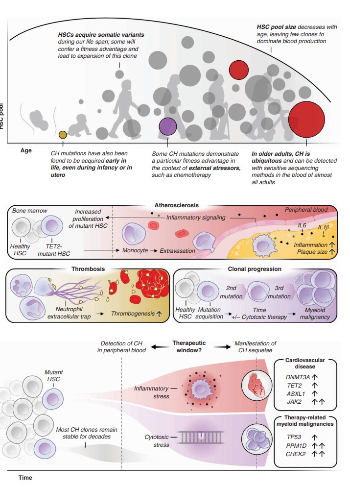 Elizabeth McKenna (@elizsmckenna) on Twitter photo At the #AACR23 session on #ClonalHematopoiesis? Don't miss this review by <a href="/ThomasKoehnke/">Thomas Köhnke</a> & <a href="/RaviMajetiMD/">Ravi Majeti</a> <a href="/majetilab/">Majeti Lab</a> <a href="/StanfordMed/">Stanford Medicine</a> - Clonal Hematopoiesis: from Mechanisms to Clinical Intervention aacrjournals.org/cancerdiscover… At the #AACR23 session on #ClonalHematopoiesis? Don't miss this review by <a href="/ThomasKoehnke/">Thomas Köhnke</a> & <a href="/RaviMajetiMD/">Ravi Majeti</a> <a href="/majetilab/">Majeti Lab</a> <a href="/StanfordMed/">Stanford Medicine</a> - Clonal Hematopoiesis: from Mechanisms to Clinical Intervention aacrjournals.org/cancerdiscover…