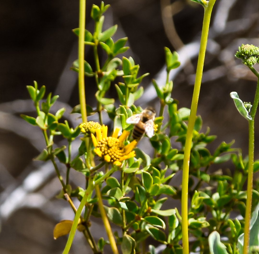 4ChionLifestyle's tweet photo. A little off roading for some #wildflowers #desertstyle #4ChionStyle #jewelofthecreek #desertfoothills #spurcrossranch #SouthMountain #FountainHills #Gowildforflowers #travel Image credit Tammy Forchion https://t.co/inJdaun8n6