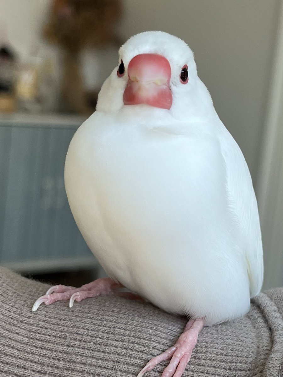 googoo1812's tweet photo. いつもここにクセつくのかわいい〜🥹💗 https://t.co/PQLzO0eDih