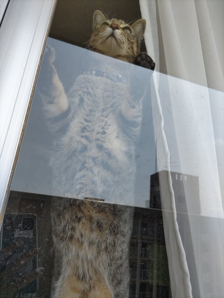 kigineko8's tweet photo. 窓越しニャルソック…。
見回りありがとう…。
#猫のいる暮らし #キジトラ猫 https://t.co/biYlyx2EKk