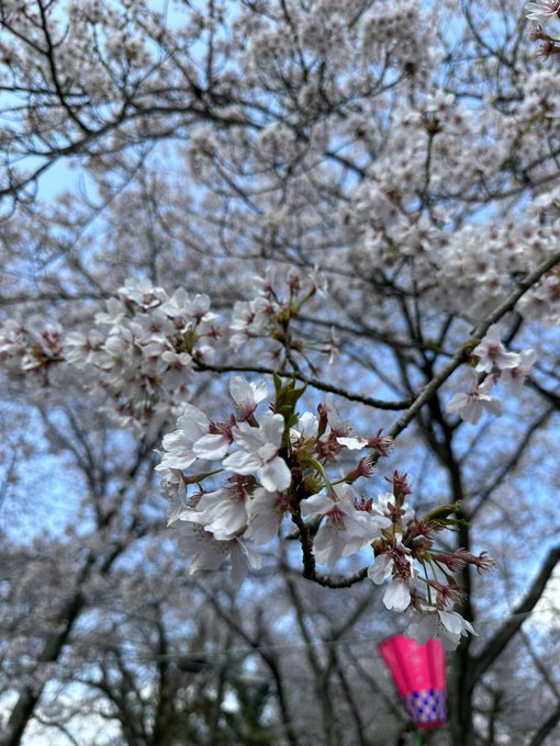 どこを撮っても綺麗です｡ﾟ(ﾟ´ω`ﾟ)ﾟ｡昨日の友達とみる花見も1人でみるあらた坂の桜も大好きです٩(*´︶`*)۶♬
