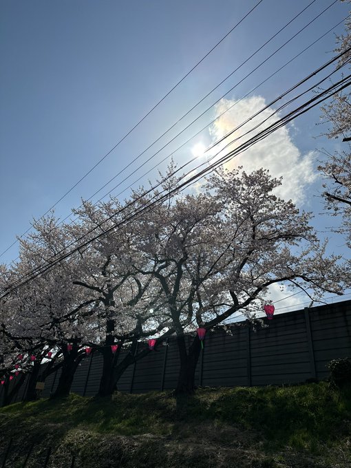 去年もきたけどやっぱりいいね(´∀`)気持ちいい気持ちいい(*´ч`*)あらた坂わんちゃんピンチ誰もいなくなった(   