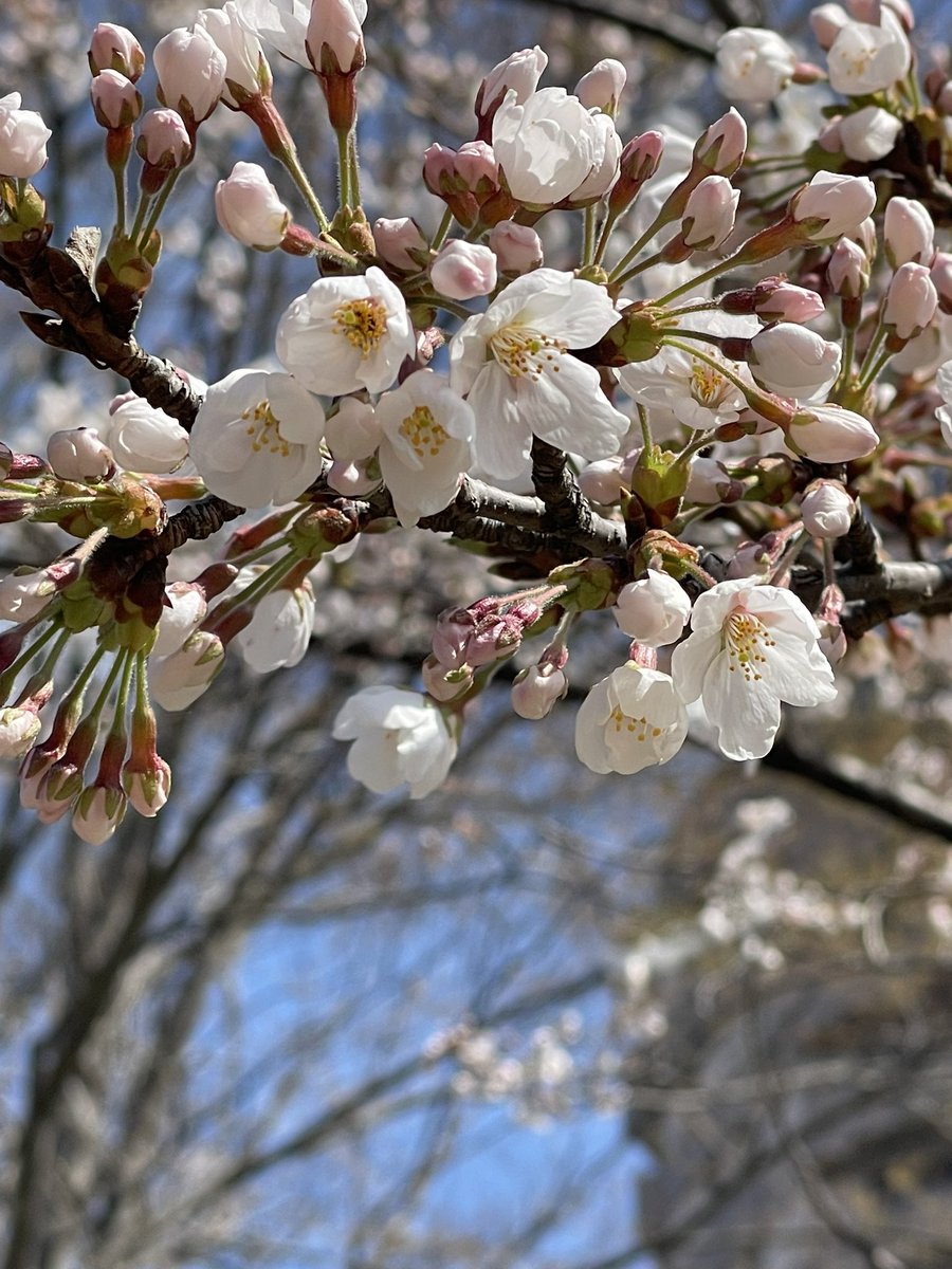 yumyumsae's tweet photo. ふふ(^^)
ふくよかで豊かなお顔
　
裾の桜🌸も咲いて最高です

#桜　#大観密寺　#大観音像　#仙台 https://t.co/qdSi9gAjHI