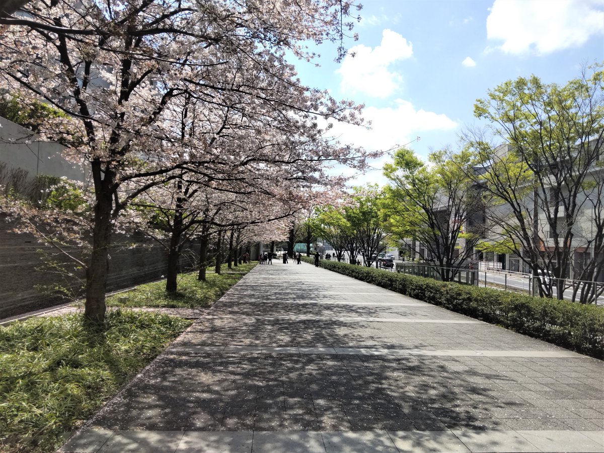 Keio_FL's tweet image. 新学期が始まりました。ご入学・ご進級おめでとうございます！
学びの豊かさを楽しみ、充実した学校生活になりますように！！
#春から慶應　#FutureLearn