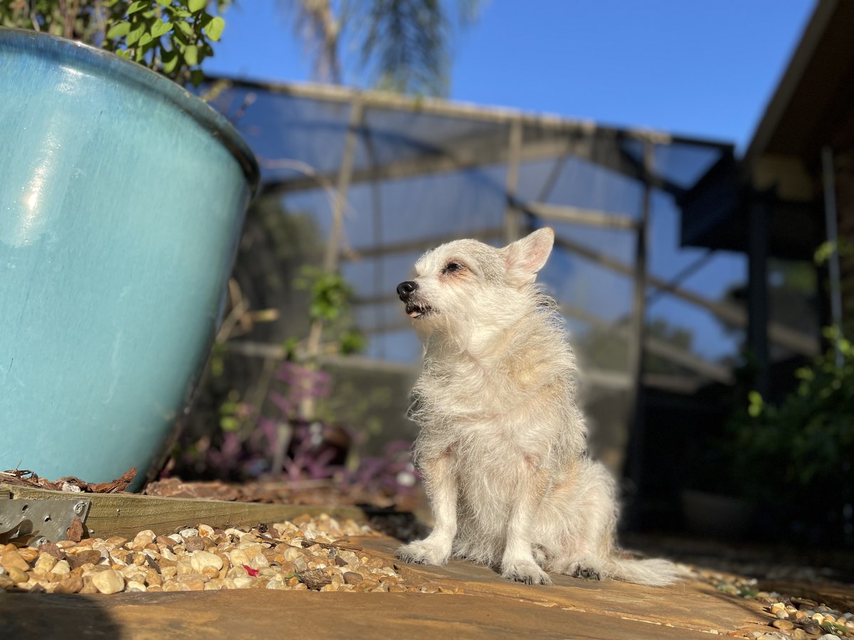 NatchezDog's tweet photo. Scruffy had a wonderful sun-filled weekend and helped with yard patrol duties! 🦎🐿️#ZSHQ #DogsofTwittter #dogs #SeniorSunday #RescueDog https://t.co/Qfd2XAB7pA