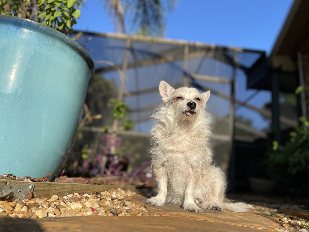 NatchezDog's tweet photo. Scruffy had a wonderful sun-filled weekend and helped with yard patrol duties! 🦎🐿️#ZSHQ #DogsofTwittter #dogs #SeniorSunday #RescueDog https://t.co/Qfd2XAB7pA