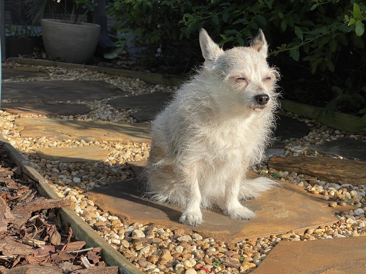NatchezDog's tweet photo. Scruffy had a wonderful sun-filled weekend and helped with yard patrol duties! 🦎🐿️#ZSHQ #DogsofTwittter #dogs #SeniorSunday #RescueDog https://t.co/Qfd2XAB7pA