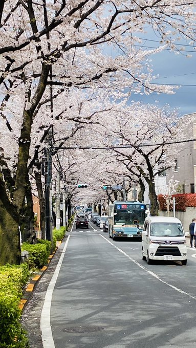 四月は君の嘘で知った大泉学園通りのリアル桜あの場面と同じ綺麗だった。#大泉学園#桜#四月は君の嘘 