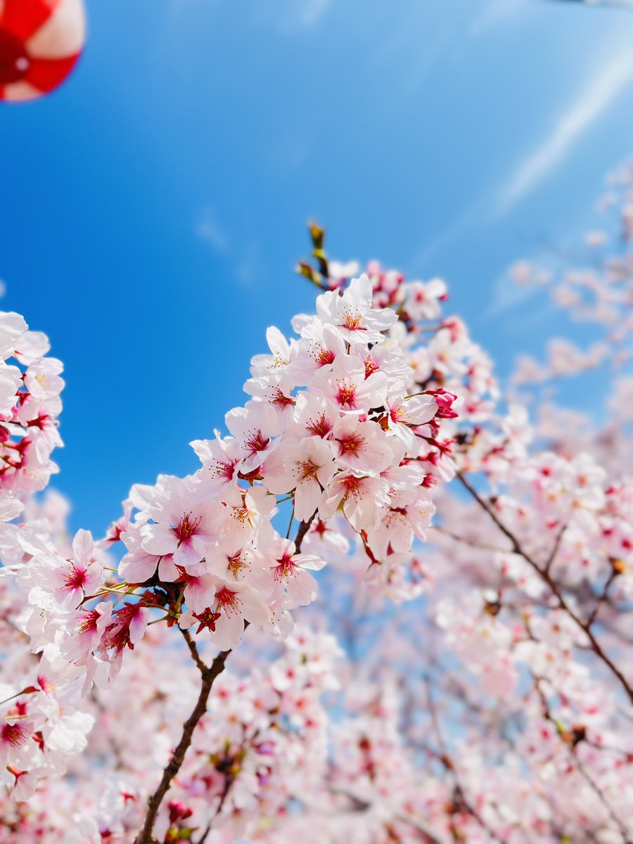 「イラスト以外を載っけてすみませんあまりにも桜が綺麗でしたので思わずみんなにも見て」|七海 杏🍌依頼停止中のイラスト