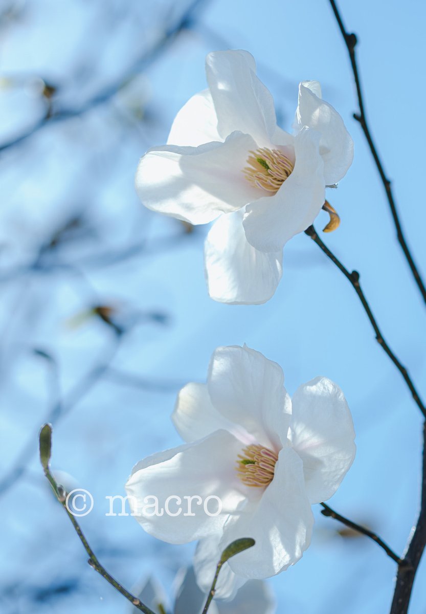 マクロ tweet media