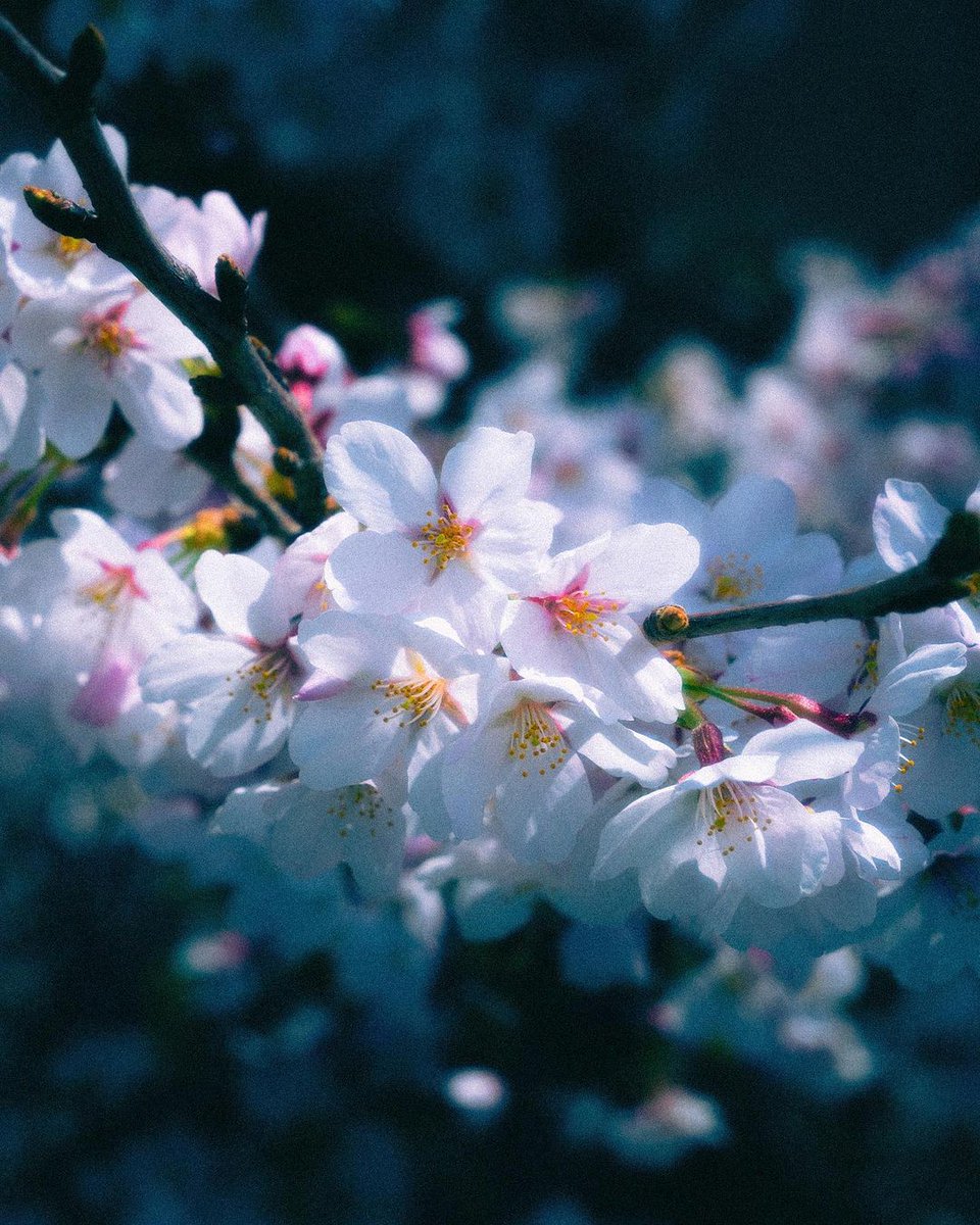 junpeisuzuki554's tweet photo. 新生活スタートですね。
桜は散ってきてますが
新社会人や学生の皆さんが
桜よりもっと綺麗な華を咲かせるますように。 https://t.co/IagMxKDm7B