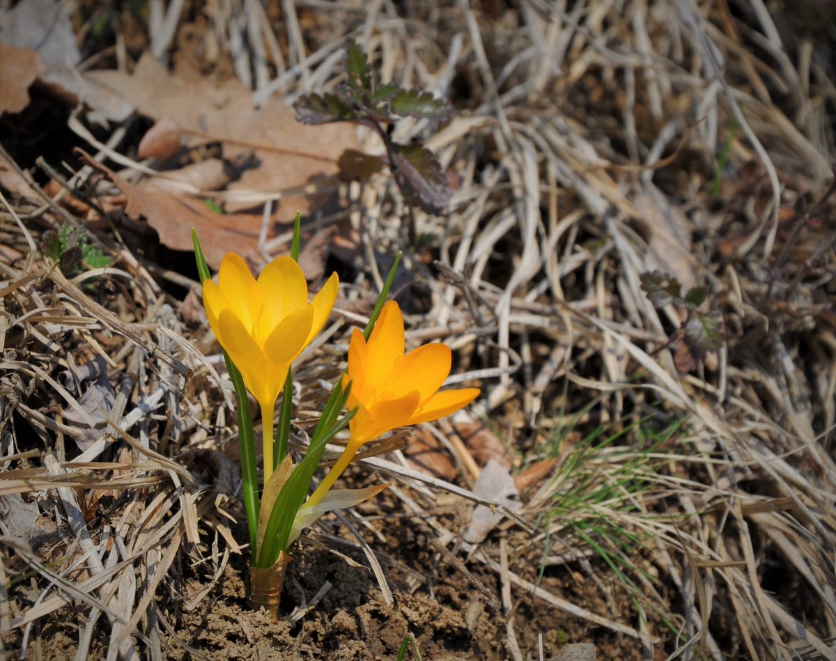 RNP_Romsilva's tweet photo. Brândușa galbenă -  Crocus flavus Weston, în Parcul Național Cheile Nerei-Beușnița
Credit foto: dr. Sretco Milanovici
#brandusa #Yellowcrocus #Flowers #wildflowers #Romania #NaturePhotography #naturelovers #NationalParks https://t.co/Q9AkQDqmsy
