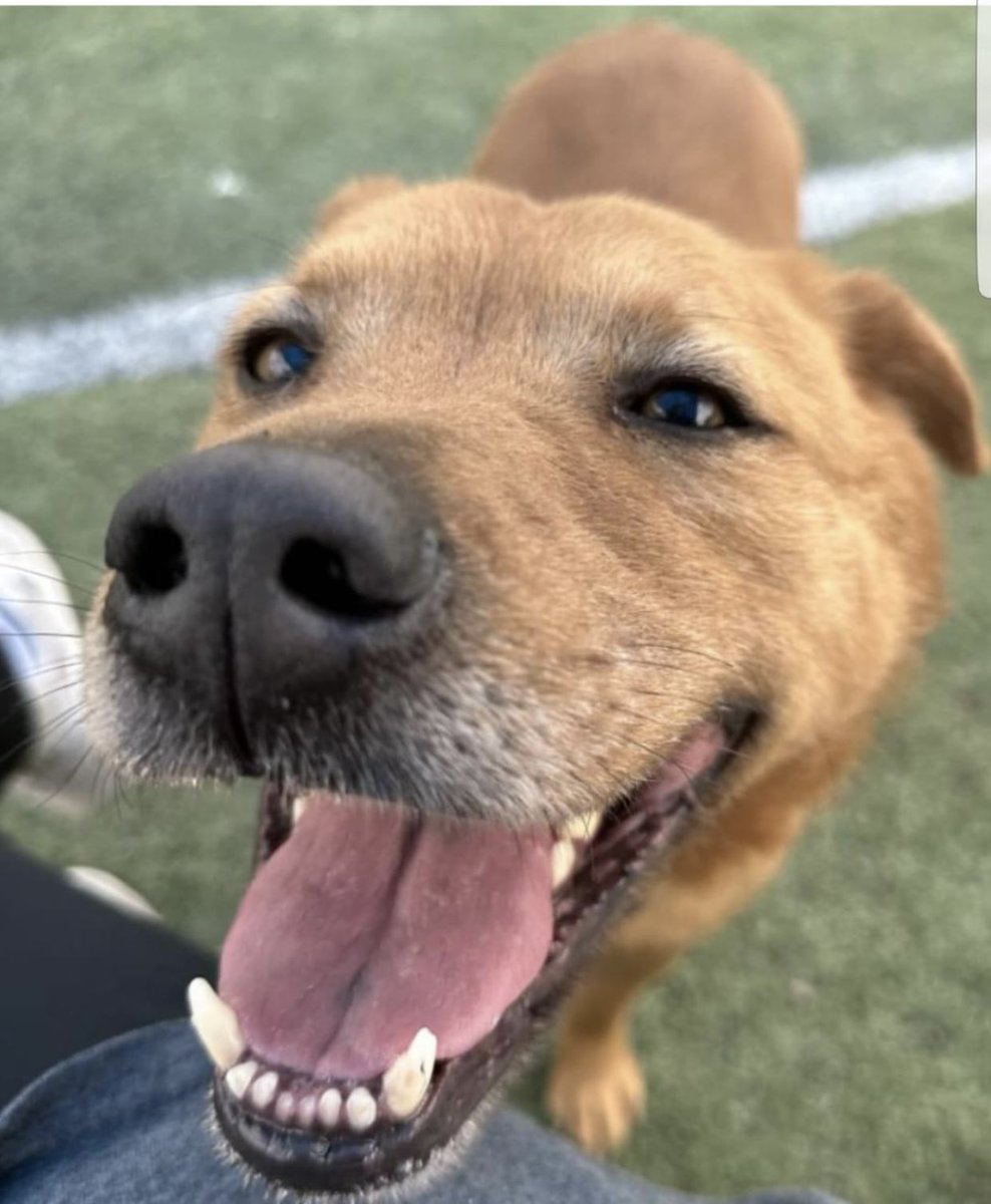 reddogsusie's tweet photo. #TN #MEMPHIS
🆘FINAL PLEA🆘Winnie 5yr 6mo HW+ Kennel Stressed &amp; overlooked, poor Winnie has been totally passed by💔Friendly &amp; social in playgroups with rowdy playstyle-HAS ZERO HELP
🆘MUST EXIT 3/4-DIES 4/4🆘
🔹Adopt🔹Foster🔹Rescue
🔹Pledge #MASA21568 
https://t.co/jv3oHvKeXi https://t.co/DZiRTi1yku
