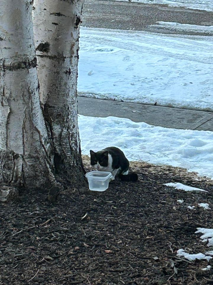 LOST PETS YYC tweet media