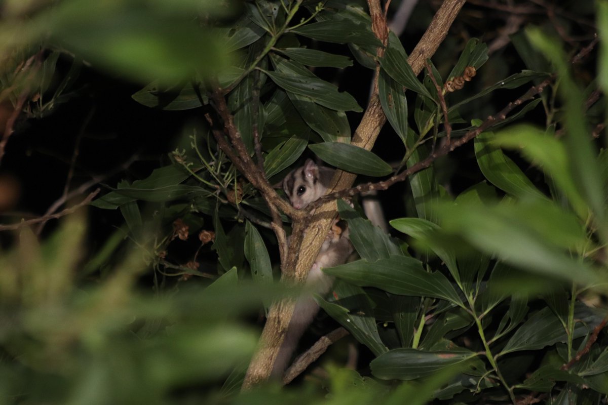 Assessing suitable habitat is a crucial first step in conserving a species. We reactivated the research on the endangered Mahogany Glider by updating its distribution model on the current fragmented landscape. @WileyEcolEvol @EcolSocAus #AustralEcology bit.ly/3IcAPHj