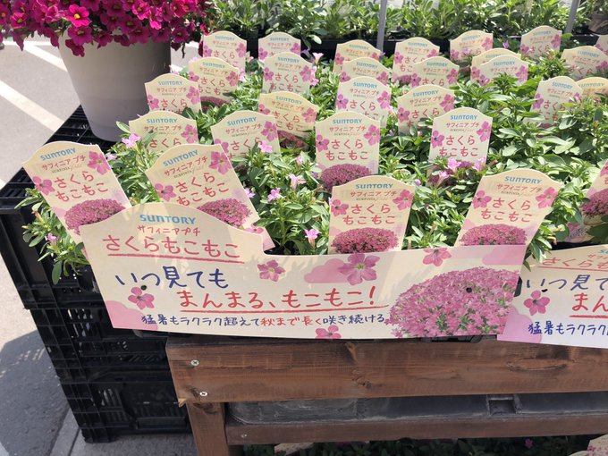 園芸店💐で#さくらもこもこ 🌸薔薇の「プリンセスミチコ」🌹のように「ちびまる子ちゃん」の、さくらももこを称えた花🌼かと空