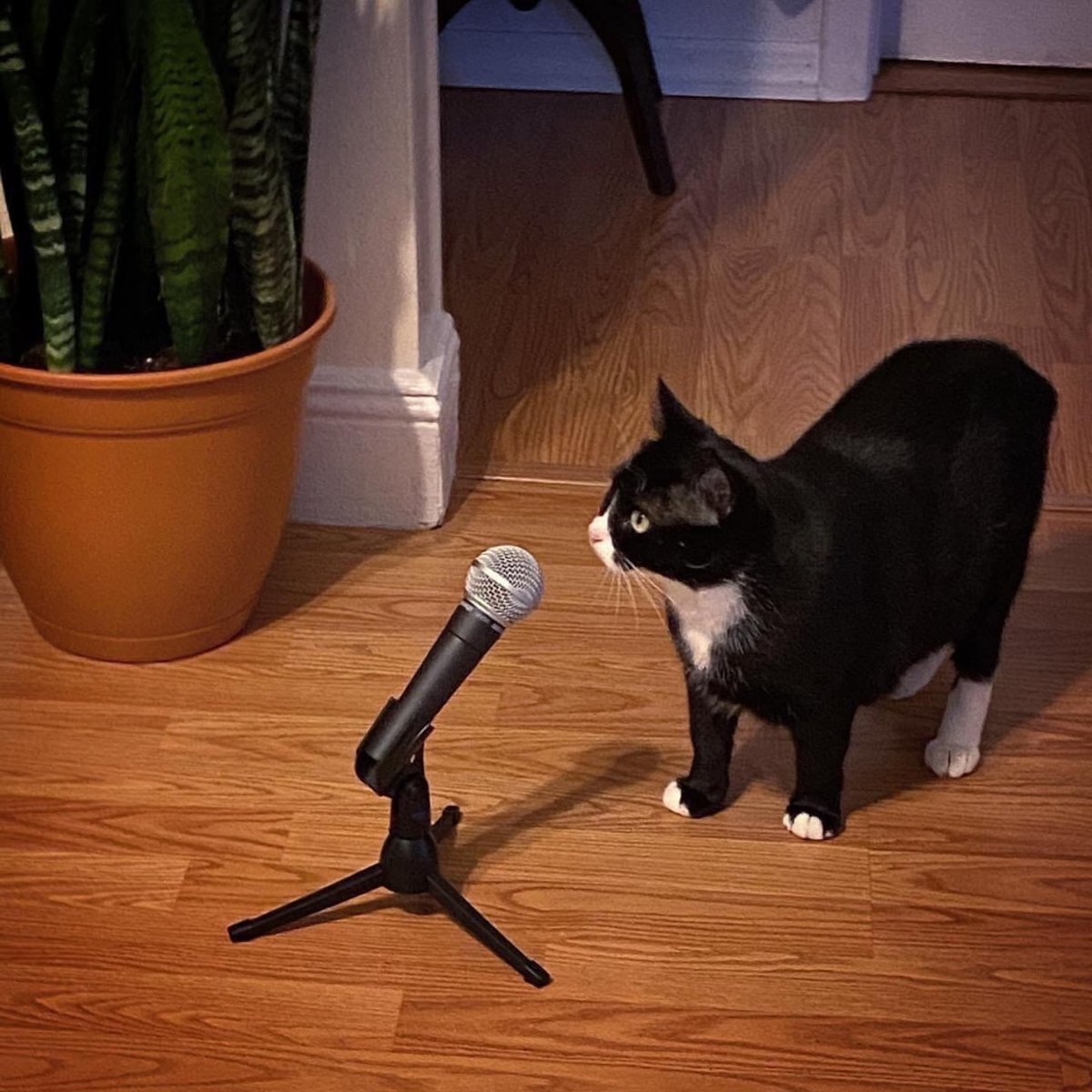 catshealdeprsn's tweet photo. Singer https://t.co/tKrCIDLJrn