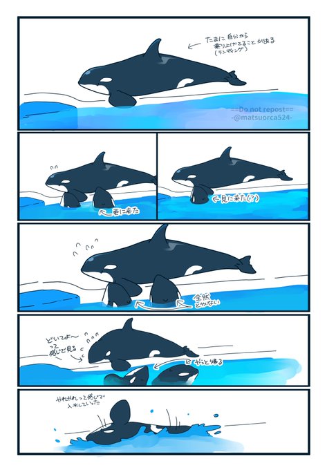 フリータイムのシャチを見るの好き 