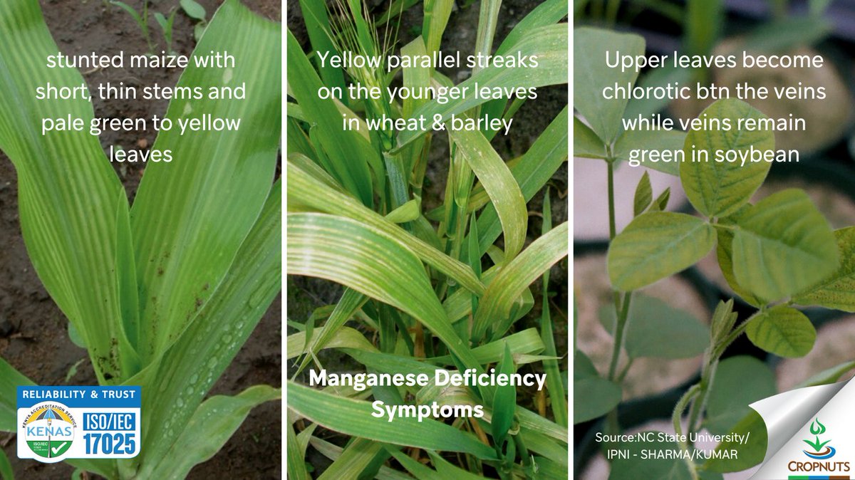 #Manganese immobility in plants results in deficiency symptoms appearing first on young leaves. Sensitive crops like soybeans, small grains, peanuts, cucurbits, onions, peas, radishes &amp; beans are more vulnerable. Check the image for symptom descriptions for various crops.