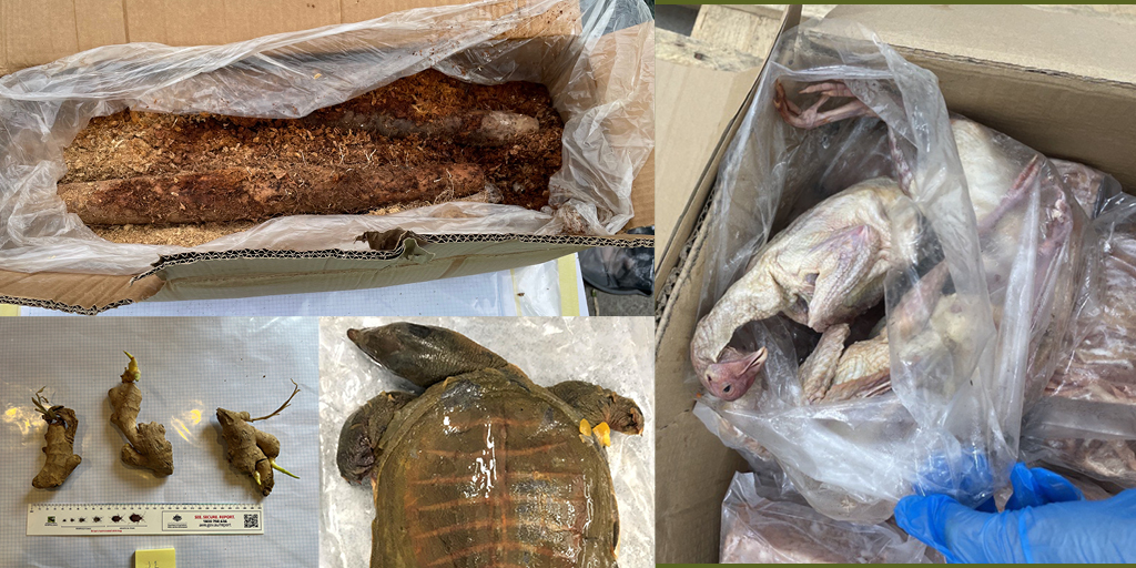 Breaking Biosecurity News!

A significant risk to 🇦🇺 biosecurity has been prevented by officers in NSW.

38 tonnes of risk materials have been secured—including boxes of turtle meat, frog meat, plant products, and raw prawns.

Learn more:  fal.cn/3x4Tq