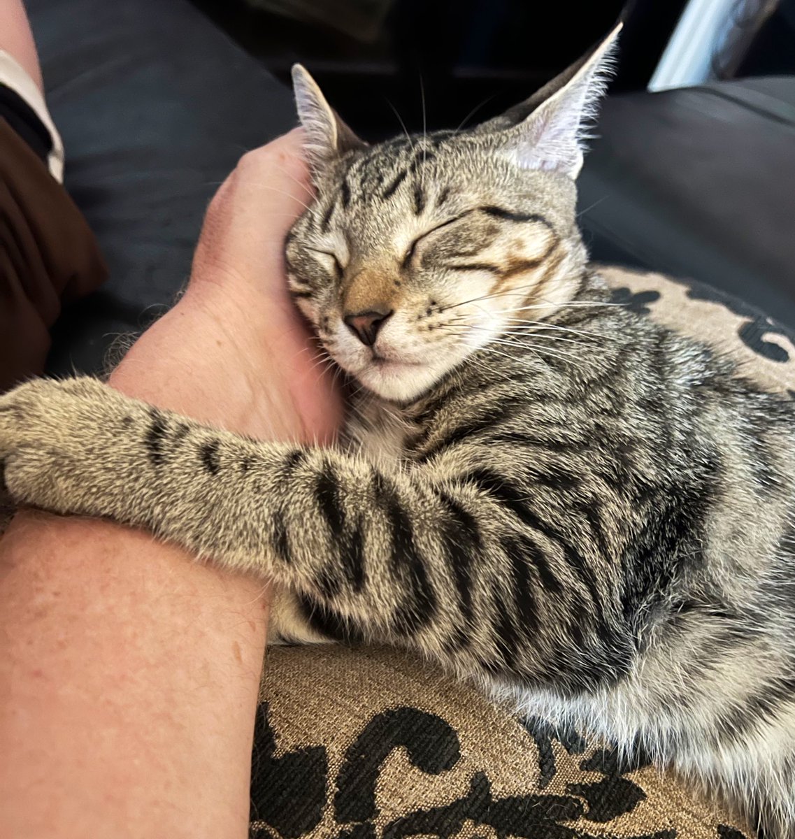 weskrantz's tweet photo. people don’t understand how hard it is to deal with a kitty who wants to hug your arm while he sleeps - lost productivity is off the charts https://t.co/9q4Ojgrqs3
