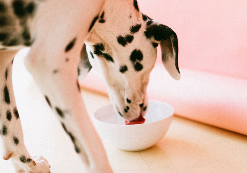 8 Easy Homemade Dog Food Crockpot Recipes Your Dog Will Love You For *** Ready to ditch the dry dog food? These easy homemade dog food crockpot recipes are healthy for your furry friend and easy for you to make. foodie.cm/slowcooker/?sr…