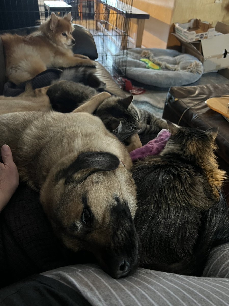 BasilHWrathbone's tweet photo. It's happening. All the kitties belong to me. https://t.co/oIpLVpFALb