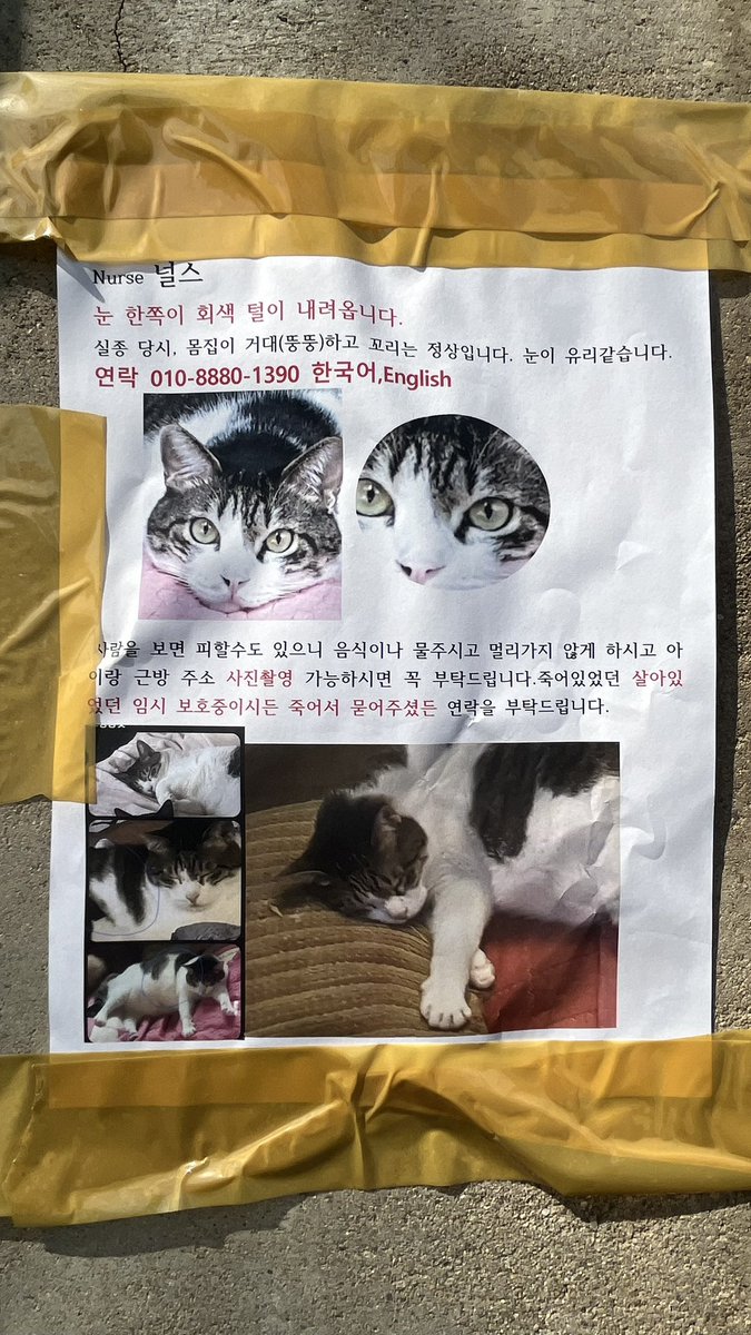 [알티부탁]

한남동 독서당로(순천향대병원~한남역)에서 찍었어요. 

보호자가 외국인 같아요. 애타게 찾고 있는 것 같습니다.