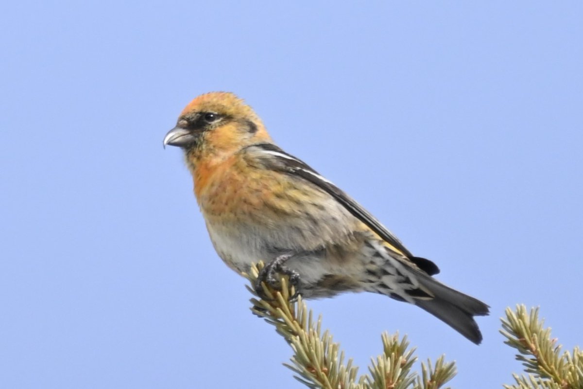 It seems that every White-winged Crossbill in North America is in the southern Yukon right now, feasting on the abundant White Spruce cone crop and filling the air with their songs...
#Whitehorse #BirdsSeenIn2023 #BorealForest