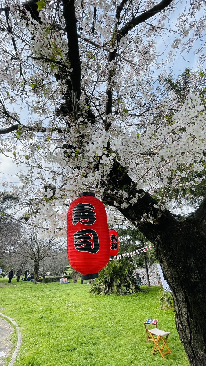 biscottinobooks's tweet photo. Spring is here! Sakura (Japanese Cherry) trees have blossomed. So pretty 🌸 #sakuratree #japanesecherrytree #rome #sakura #laghettodelleur #springtime #romeitaly #romaitalia #spring https://t.co/volQBs79cW