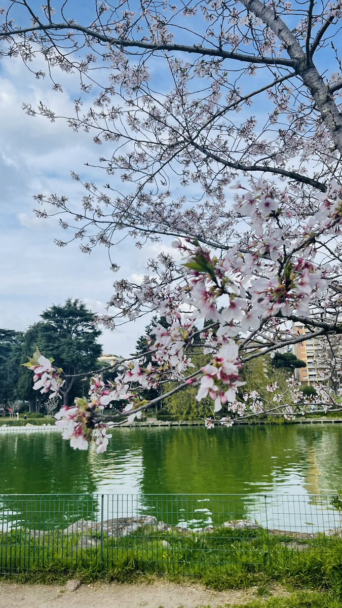 biscottinobooks's tweet photo. Spring is here! Sakura (Japanese Cherry) trees have blossomed. So pretty 🌸 #sakuratree #japanesecherrytree #rome #sakura #laghettodelleur #springtime #romeitaly #romaitalia #spring https://t.co/volQBs79cW