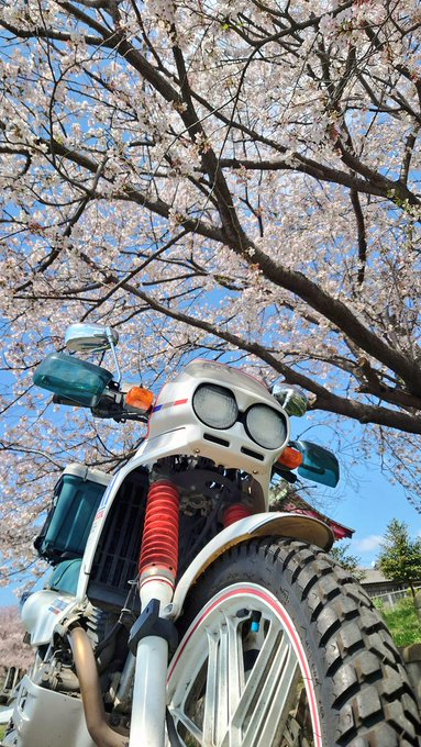 AX-1でお花見してきた 