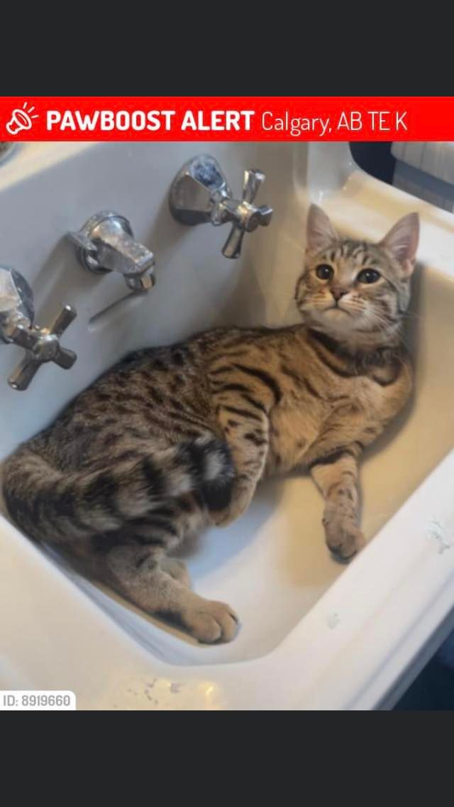 LOST PETS YYC tweet media