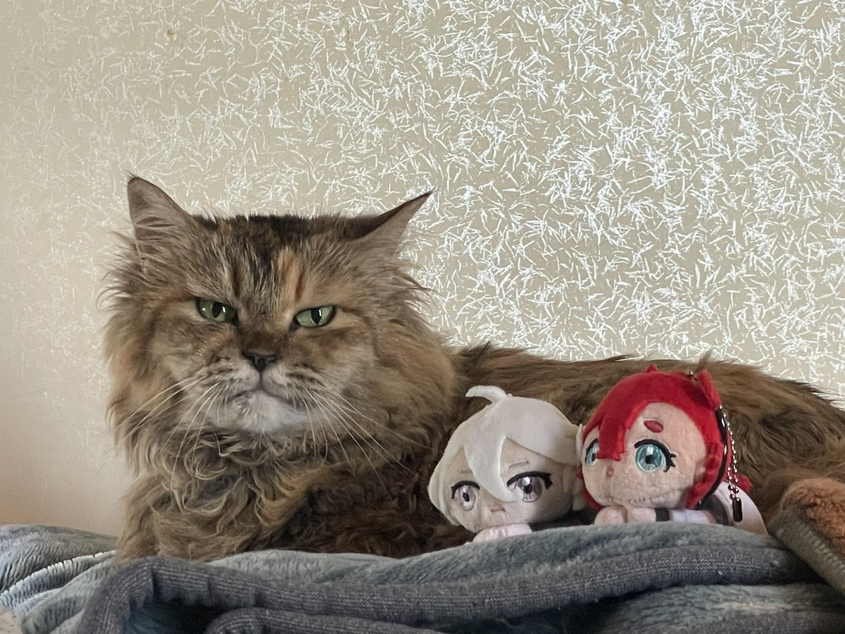 「おっきいネコちゃんですね〜」 