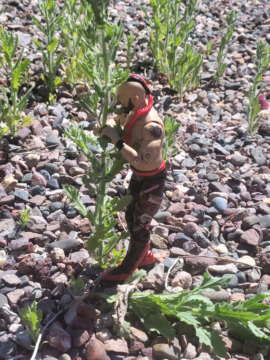 thora_thorsdott's tweet image. Today, MiniHawk @LanceHoyt tried his hand at pulling weeds!  Of course he went for the tallest one!  

#MiniHawk
#MiniHawkShenanigans
#PullingWeeds