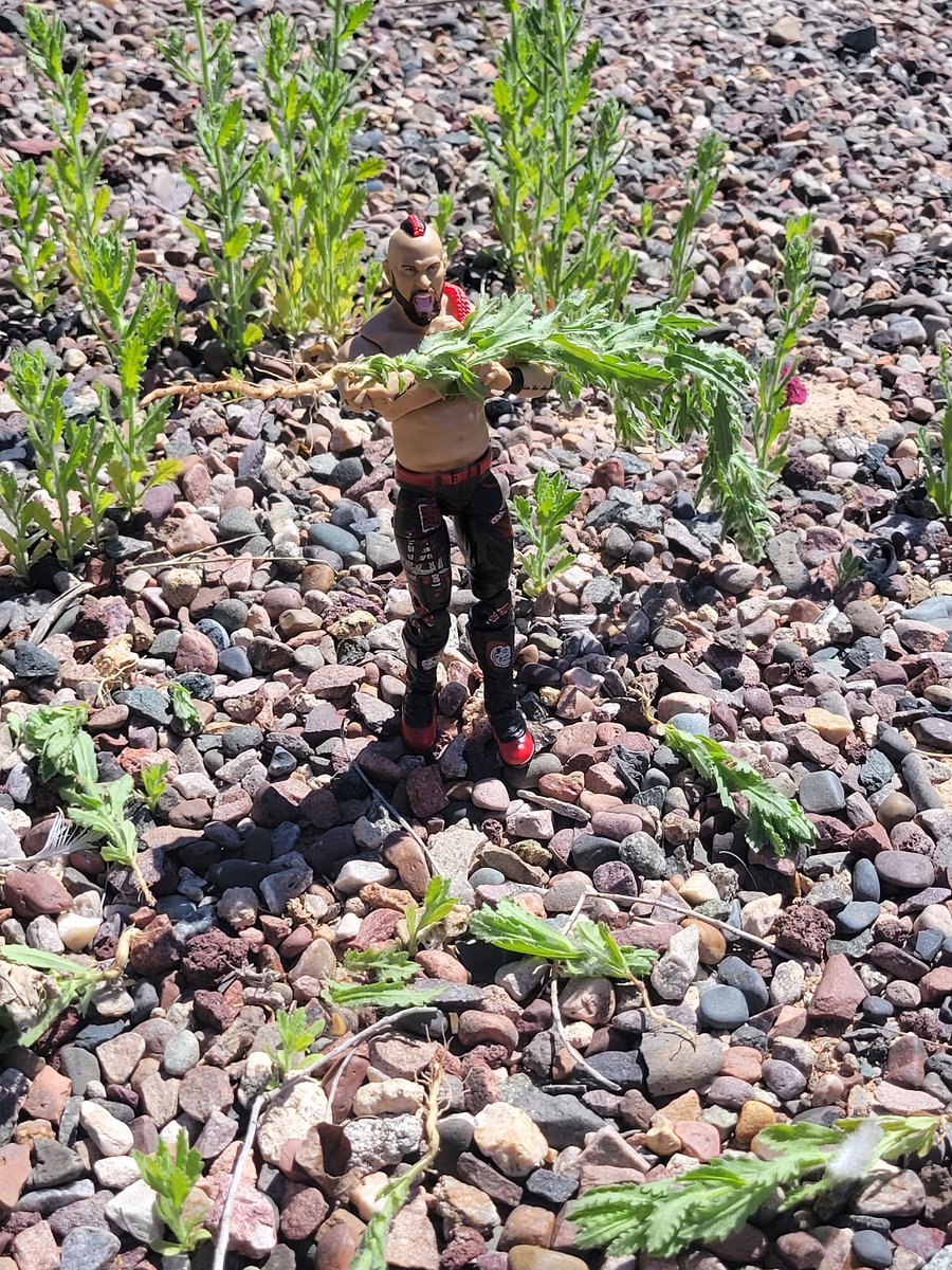 thora_thorsdott's tweet image. Today, MiniHawk @LanceHoyt tried his hand at pulling weeds!  Of course he went for the tallest one!  

#MiniHawk
#MiniHawkShenanigans
#PullingWeeds