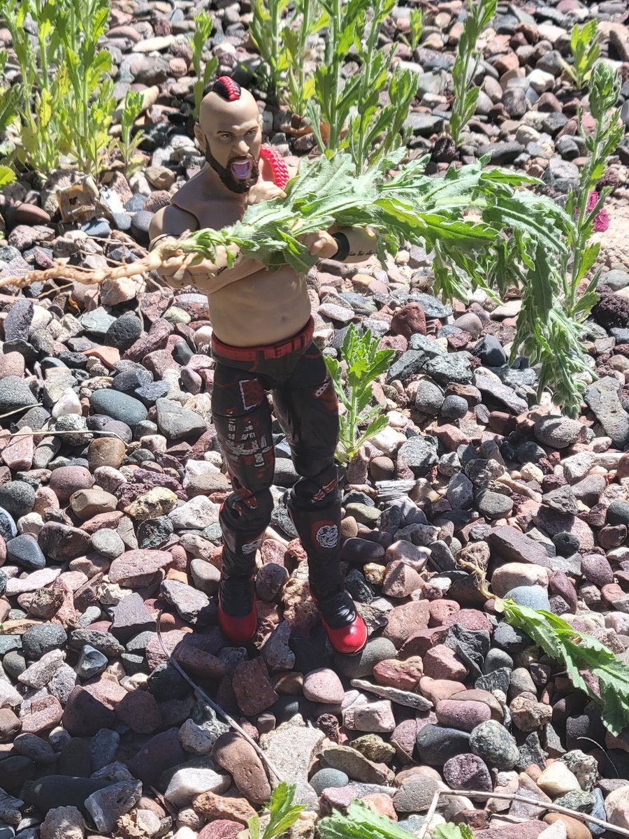 thora_thorsdott's tweet image. Today, MiniHawk @LanceHoyt tried his hand at pulling weeds!  Of course he went for the tallest one!  

#MiniHawk
#MiniHawkShenanigans
#PullingWeeds