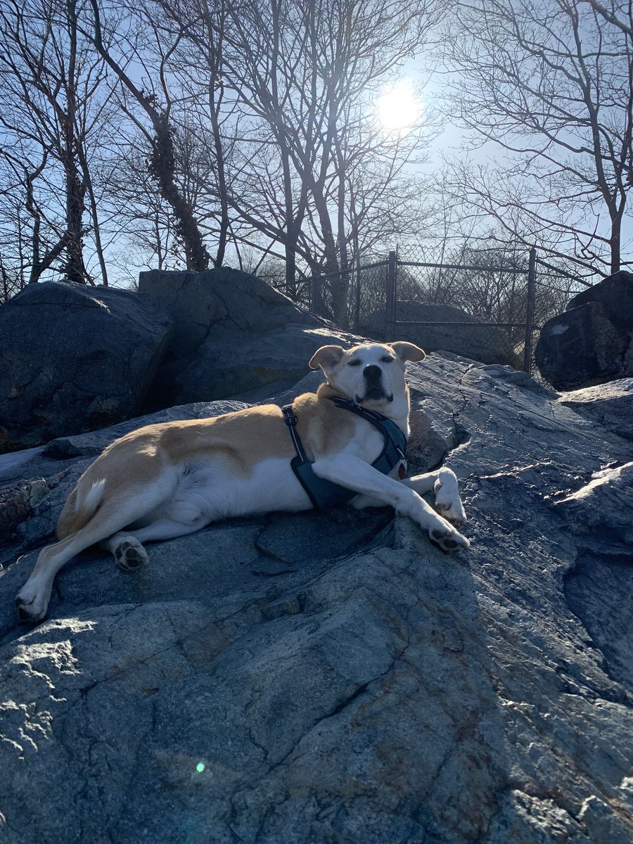 AtlasAdoptedPup's tweet photo. “Supposed to be looking for #Boston on top of #WaittsMountain #MaldenMA maybe that squirrel just yonder knows… I vote we chase! Then visited #TraftonDogPark and had a heckin’ great time! #dog #dogsoftwitter #SundayMotivation #PackTrip #NewSniffs https://t.co/ZRERjuxZr3