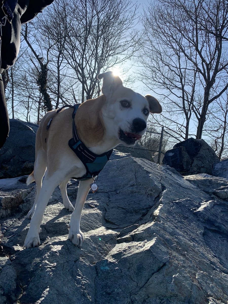 AtlasAdoptedPup's tweet photo. “Supposed to be looking for #Boston on top of #WaittsMountain #MaldenMA maybe that squirrel just yonder knows… I vote we chase! Then visited #TraftonDogPark and had a heckin’ great time! #dog #dogsoftwitter #SundayMotivation #PackTrip #NewSniffs https://t.co/ZRERjuxZr3