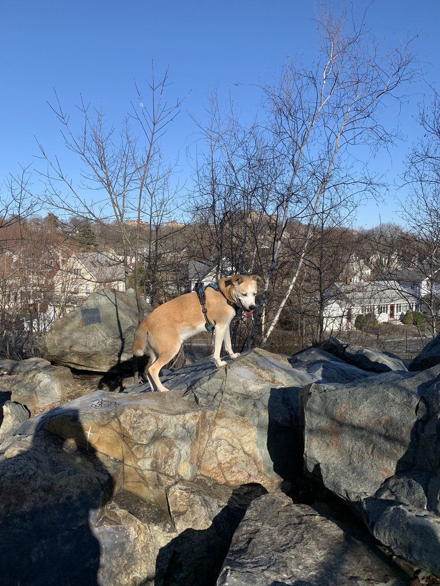 AtlasAdoptedPup's tweet photo. “Supposed to be looking for #Boston on top of #WaittsMountain #MaldenMA maybe that squirrel just yonder knows… I vote we chase! Then visited #TraftonDogPark and had a heckin’ great time! #dog #dogsoftwitter #SundayMotivation #PackTrip #NewSniffs https://t.co/ZRERjuxZr3