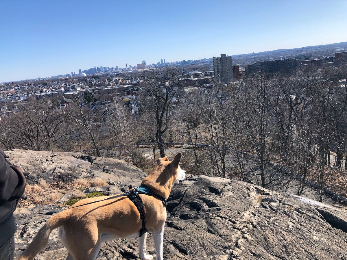 AtlasAdoptedPup's tweet photo. “Supposed to be looking for #Boston on top of #WaittsMountain #MaldenMA maybe that squirrel just yonder knows… I vote we chase! Then visited #TraftonDogPark and had a heckin’ great time! #dog #dogsoftwitter #SundayMotivation #PackTrip #NewSniffs https://t.co/ZRERjuxZr3
