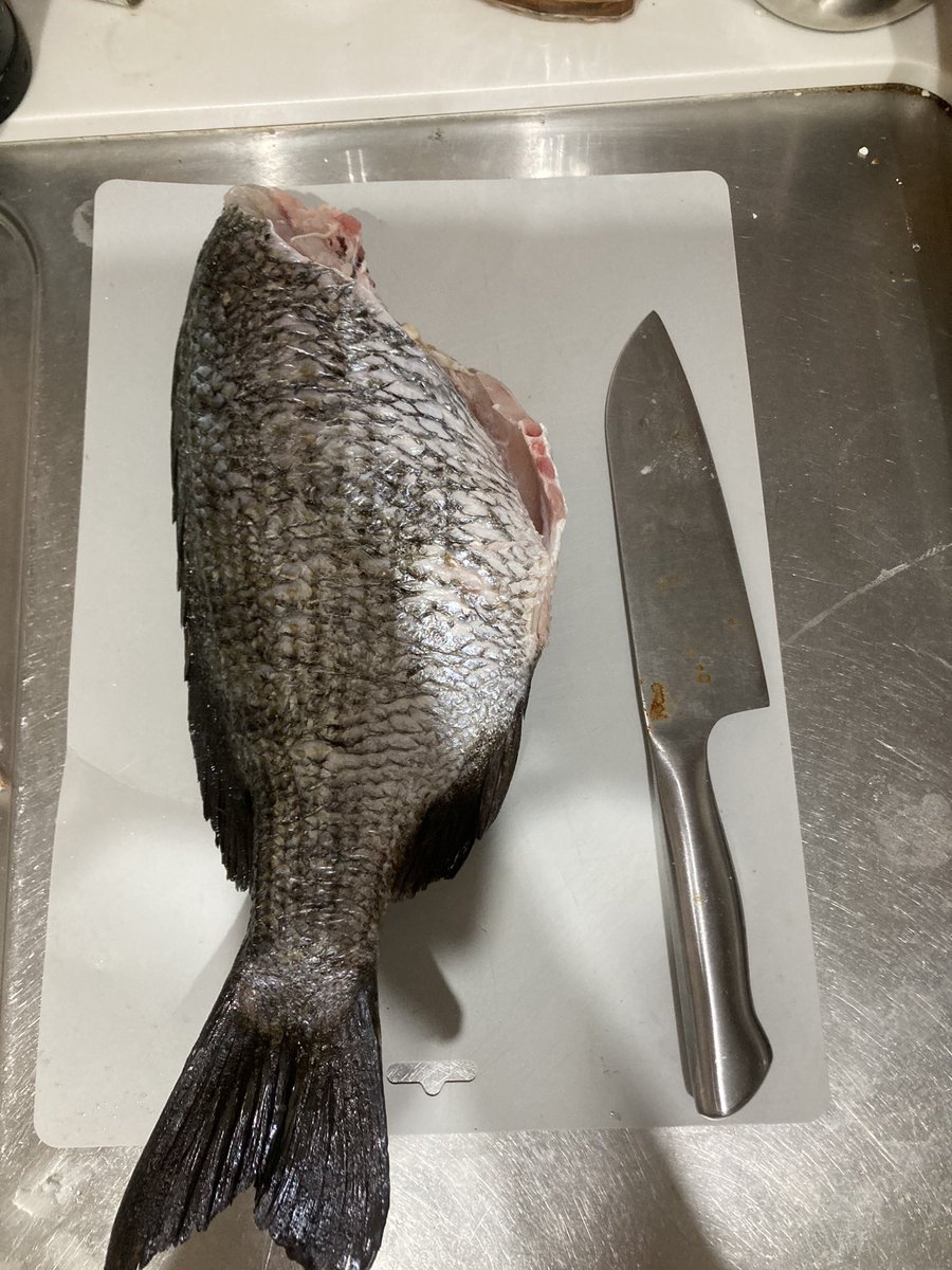 shittahito's tweet photo. 昨日釣った黒鯛を捌いていきます！

今回は50センチ🎣

豪華に鯛めしと塩焼き、刺身で頂きたいと思います！

＃前うち　#東海エリア　#釣り #黒鯛　#料理 https://t.co/gNUJnhXAi1