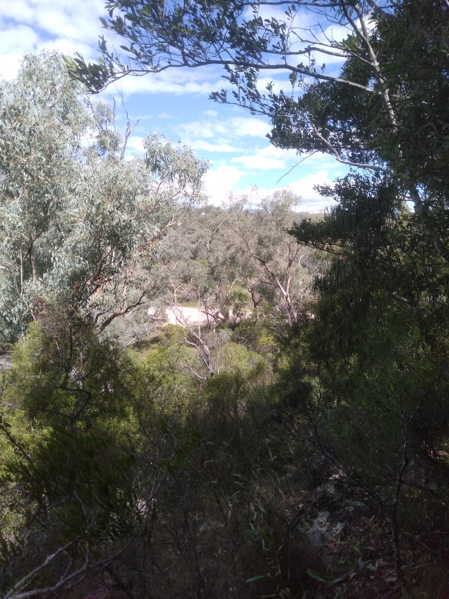 TimCurran8's tweet photo. Lunch in the vine thicket on #Bindea https://t.co/0PmaVHpEsG