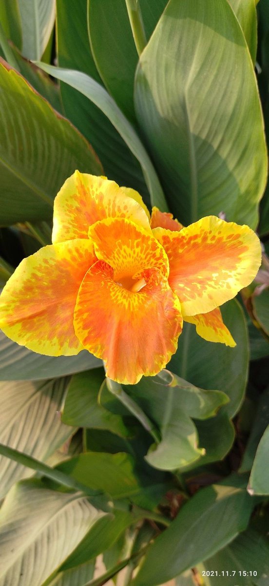 𓆩𝐒𝐮𝐩𝐫𝐢𝐲𝐚𓆪🥀 tweet media